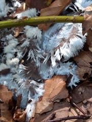 Thelephora penicillata