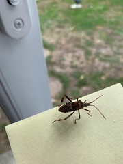 Leptoglossus occidentalis