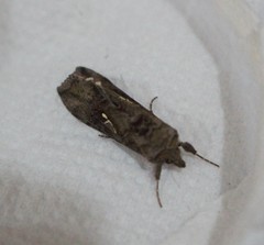 Autoplusia gammoides