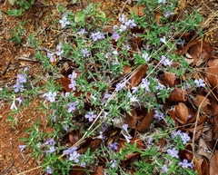 Barleria virgula