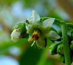 Solanum umbellatum