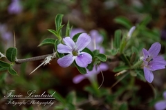 Barleria virgula