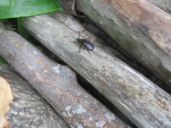 Prionus insularis
