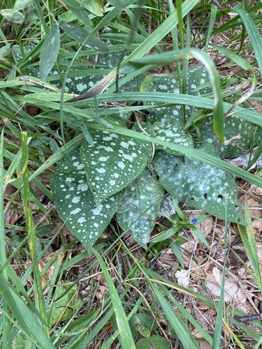 Pulmonaria officinalis