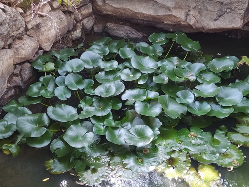 leknovité (Nymphaeaceae)