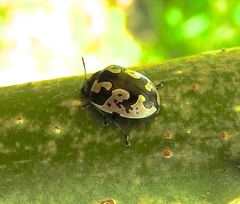 Calligrapha ancoralis