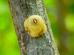 Ceroplastes cirripediformis