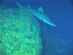 Smalltooth Sand Tiger photo 4