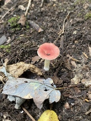 Russula paludosa
