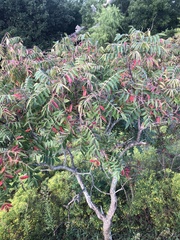 Rhus lanceolata