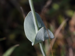Blackstonia acuminata