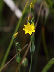 Blackstonia acuminata