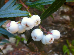 Gaultheria hispida