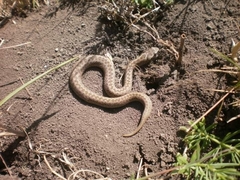 Vipera renardi
