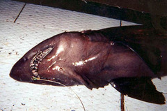 Bigeye Sand Tiger photo 2