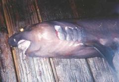 Bigeye Sand Tiger photo 3