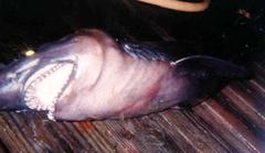 Bigeye Sand Tiger photo 4