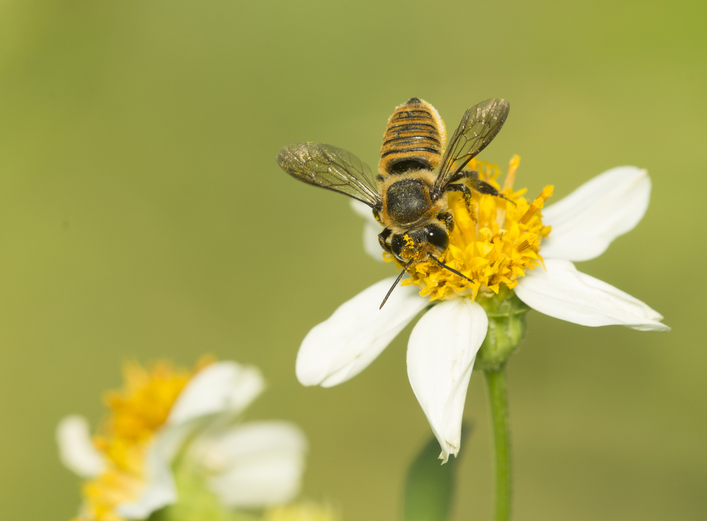 Megachile rixator
