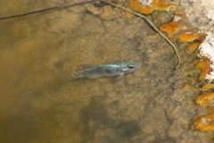 Cyprinodon macularius