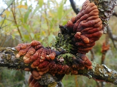 Hypocreopsis lichenoides