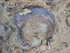 Isognomon