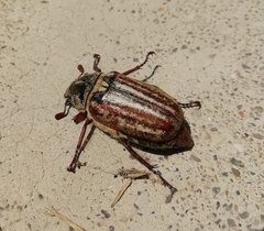 Anoxia australis