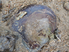 Isognomon