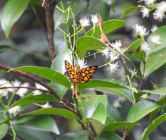 Odina hieroglyphica ortina