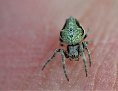 Socca pustulosa