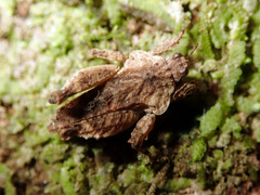 Eurymorphopus bolivariensis