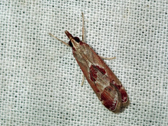 Syntonarcha iriastis