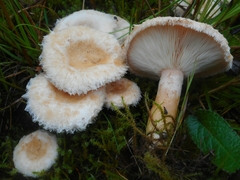 Lactarius scoticus