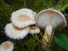 Lactarius scoticus