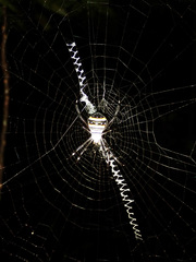Argiope caledonia