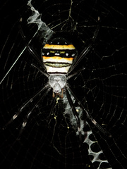 Argiope caledonia
