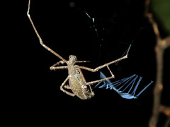 Menneus neocaledonicus