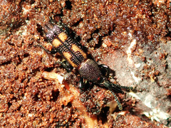 Perroudia victoris