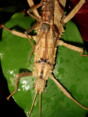 Canachus