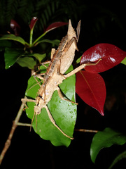 Canachus