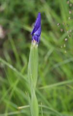 Iris latifolia