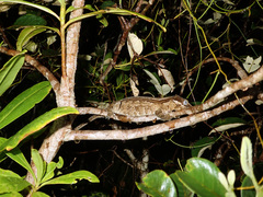 Rhacodactylus auriculatus