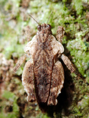 Eurymorphopus bolivariensis