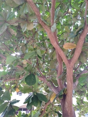 Cola nitida