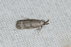Dichomeris inversella