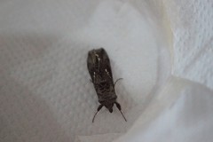 Autoplusia gammoides