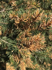 Chrysomyxa rhododendri