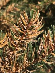 Chrysomyxa rhododendri