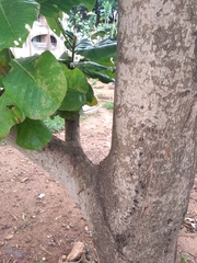 Cola nitida