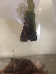 Autoplusia gammoides