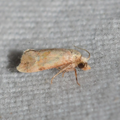 Platphalonidia magdalenae